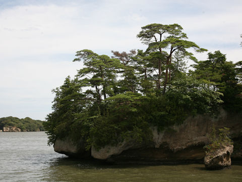 Pinus densiflora