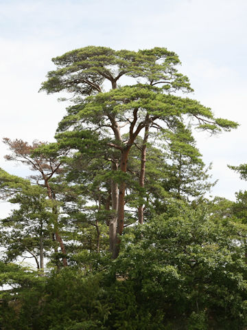 Pinus densiflora