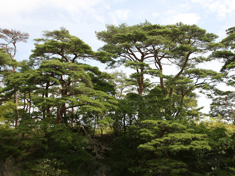 Pinus densiflora