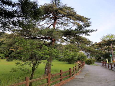 Pinus densiflora