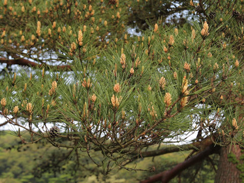 Pinus densiflora