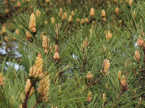 Pinus densiflora