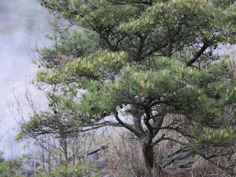 Pinus densiflora