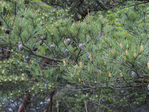 Pinus densiflora