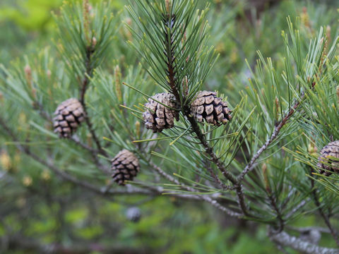 Pinus densiflora