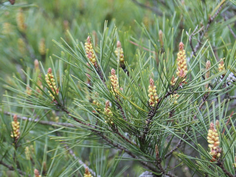 Pinus densiflora