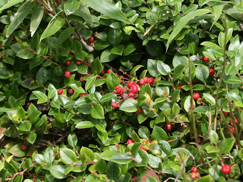 Gaultheria adenothrix