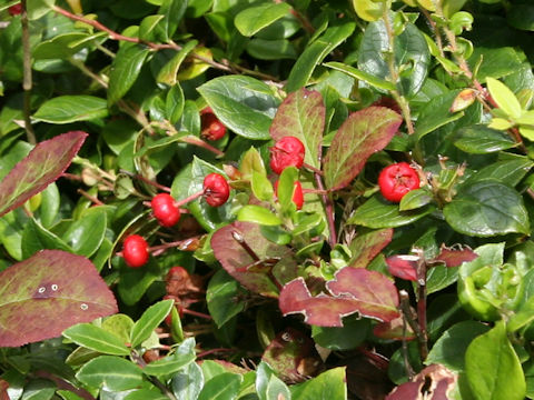 Gaultheria adenothrix