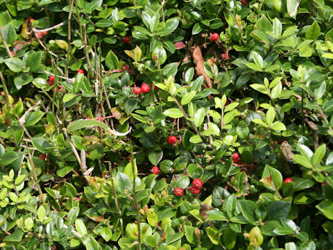 Gaultheria adenothrix