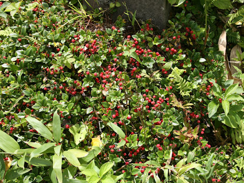 Gaultheria adenothrix