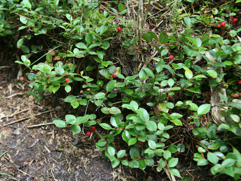 Gaultheria adenothrix