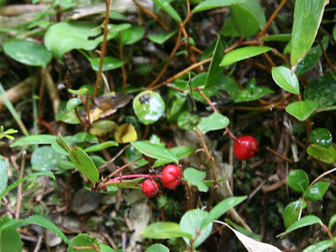 Gaultheria adenothrix