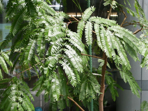 Cojoba arborea var. angustifolia