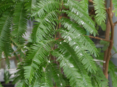 Cojoba arborea var. angustifolia