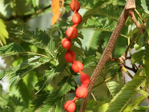 Cojoba arborea var. angustifolia
