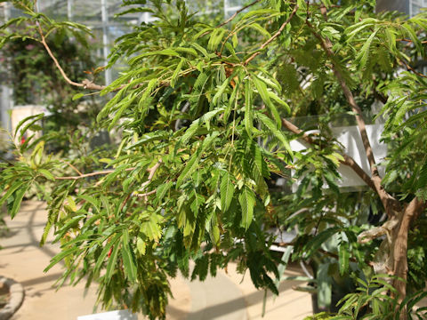 Cojoba arborea var. angustifolia