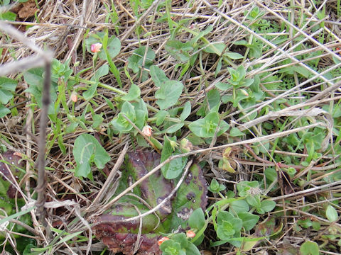 Anagallis arvensis f. phoenicea