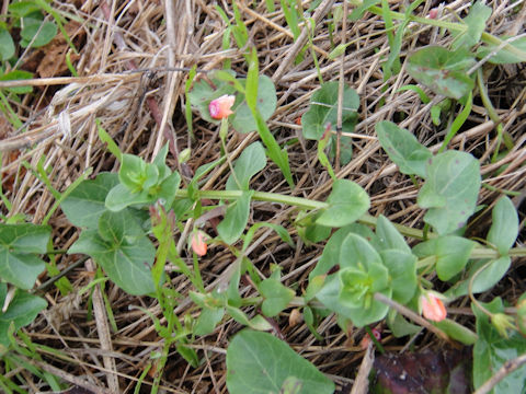 Anagallis arvensis f. phoenicea