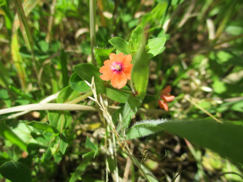 Anagallis arvensis f. phoenicea