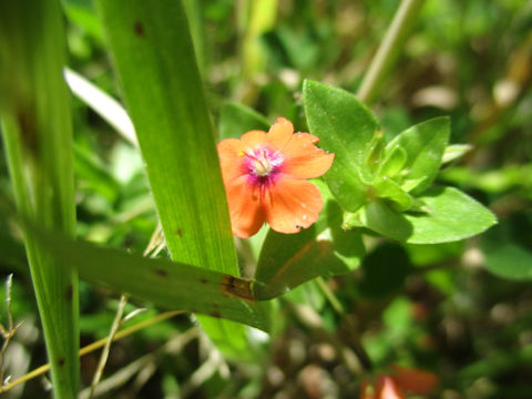 Anagallis arvensis f. phoenicea