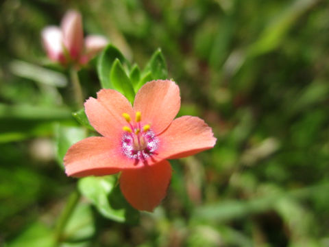 Anagallis arvensis f. phoenicea