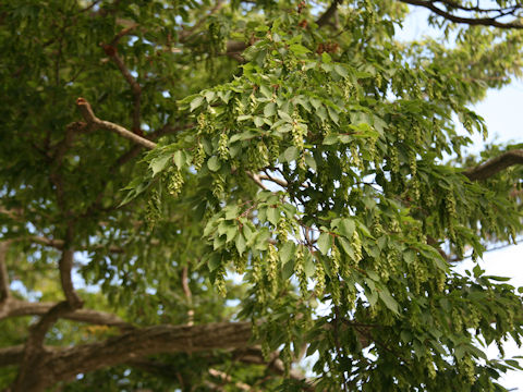 Carpinus laxiflora