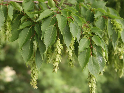 Carpinus laxiflora