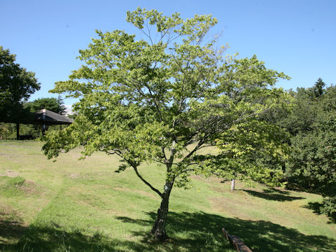 Carpinus laxiflora