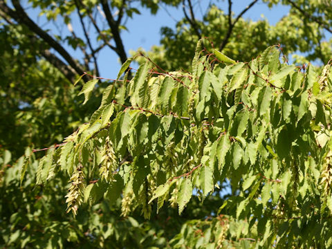 Carpinus laxiflora