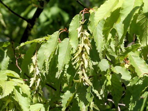 Carpinus laxiflora