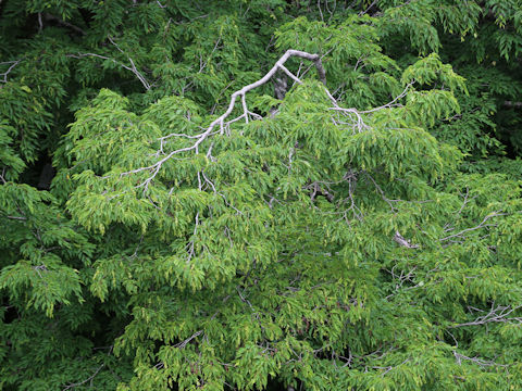 Carpinus laxiflora
