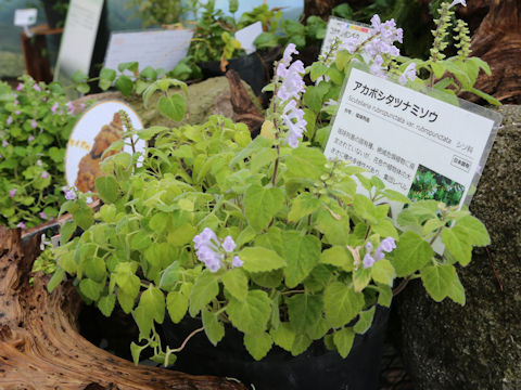 Scutellaria rubropunctata