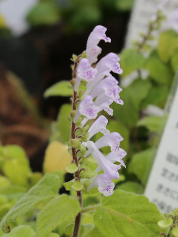 Scutellaria rubropunctata