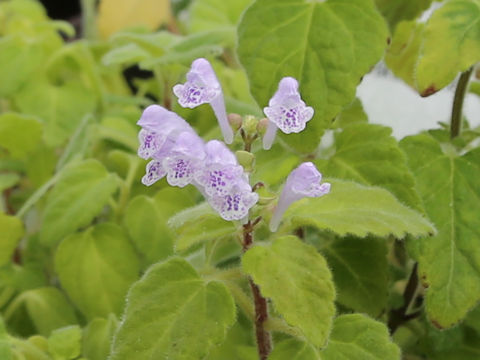 Scutellaria rubropunctata