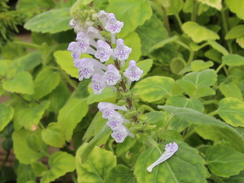 Scutellaria rubropunctata