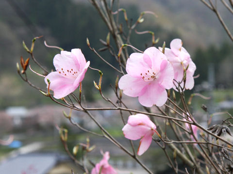 Rhododendron pentaphyllum var. nikoense