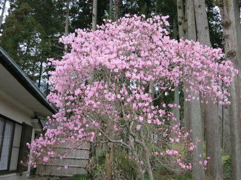Rhododendron pentaphyllum var. nikoense