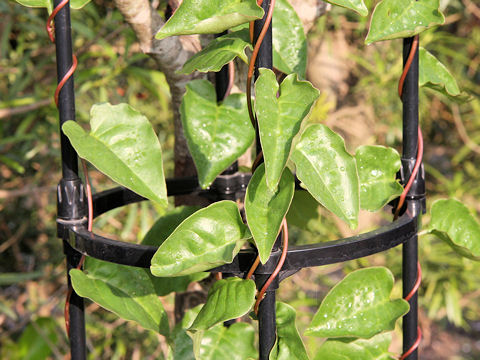 Anredera cordifolia
