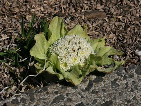 Petasites japonicus ssp. giganteus