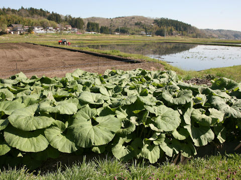 Petasites japonicus ssp. giganteus