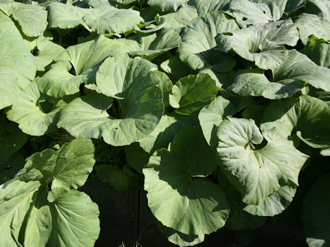 Petasites japonicus ssp. giganteus
