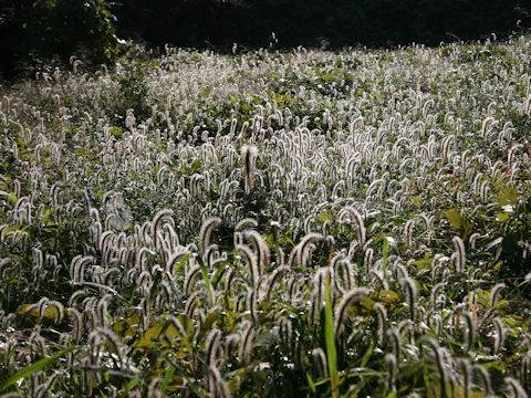 Setaria faberi