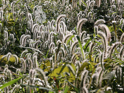 Setaria faberi