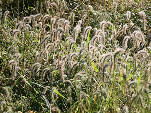 Setaria faberi