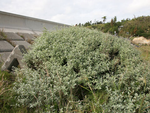 Elaeagnus umbellata