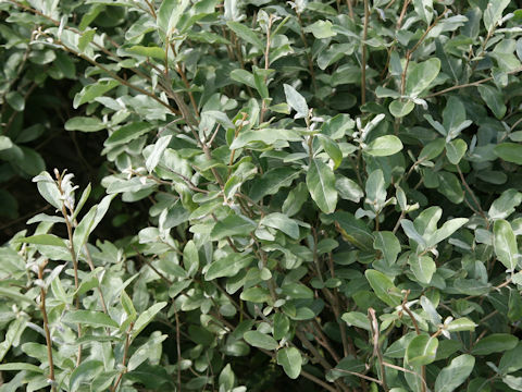 Elaeagnus umbellata