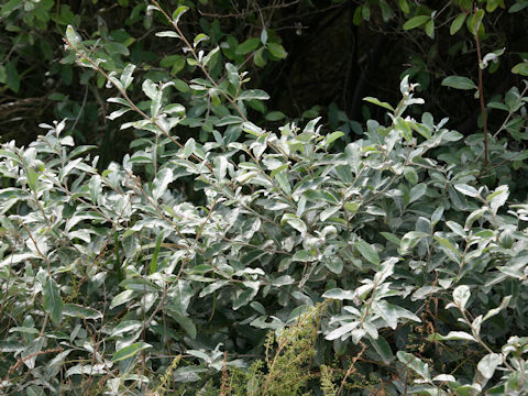 Elaeagnus umbellata