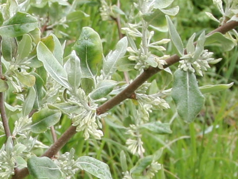 Elaeagnus umbellata