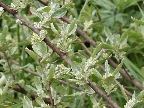 Elaeagnus umbellata