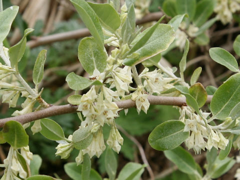 Elaeagnus umbellata